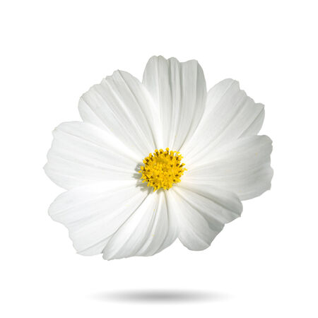 White cosmos flowers Isolated on white background with clipping paths.の写真素材
