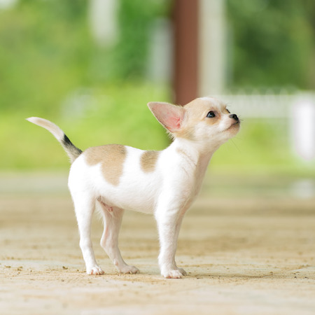 chihuahua is the smallest breed of dog. Feature is elegance agile and alert.の写真素材