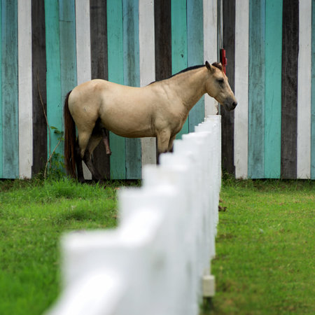 Brown horse in a stable, surrounded by walls of white concrete.の写真素材