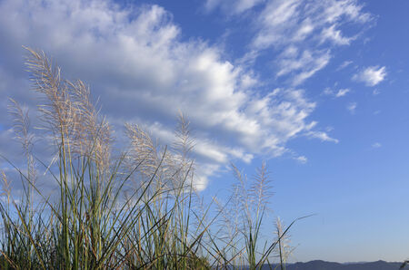 Beautiful white flowers, grass and sky in the morning. for background.の写真素材