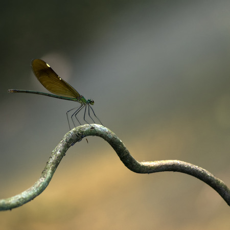 Green damselflies inhabit waterfalls are indicators of good water quality.の写真素材