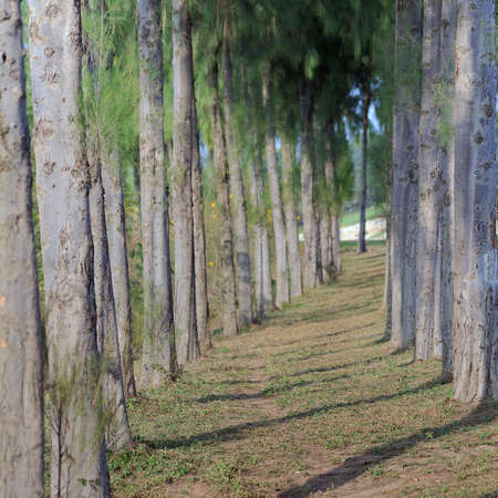 Walkway beside a pine tree across the trail in daylight.の写真素材