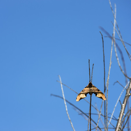 Moths on tree dry skies for a backdrop.の写真素材
