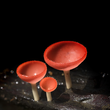 Champagne mushroom, Orange mushroom in rain forest.の写真素材