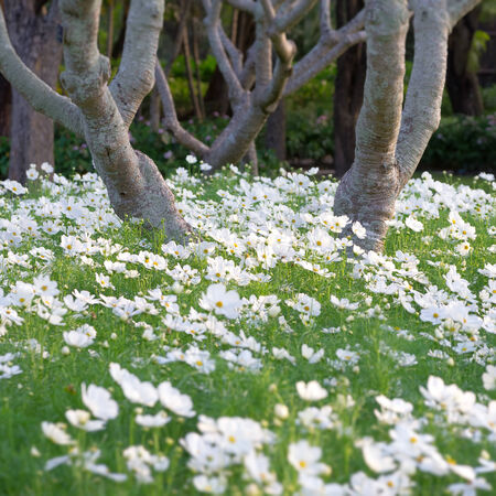 Beautiful white  cosmos flower in the garden. For a backgroundの写真素材