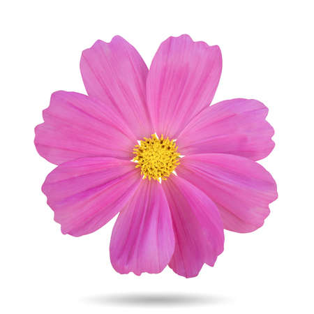 Pink cosmos flower Isolated, on white background の写真素材
