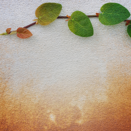 Background paper texture High quality files with ivy.の写真素材