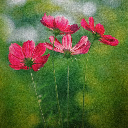 paper texture High quality files with flower cosmos.の写真素材