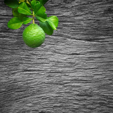 Bergamot on the tree with backdrop of old wood.の写真素材