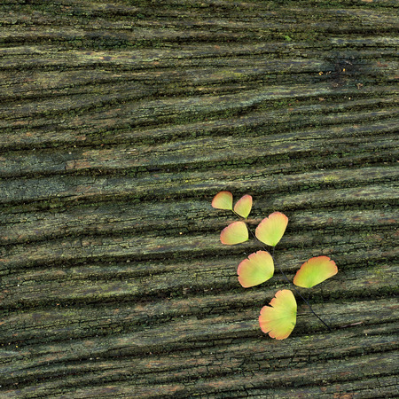 Close up texture of old wooden planks, Stained with moss leaves fern.の写真素材