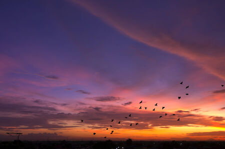 Beautiful sunset sky with birds flyingの写真素材