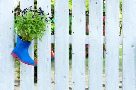 Wishbone flower or Torenia in shoes hanging on the wall white wooden spokes.の写真素材