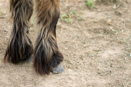 Dwarf horses hooves and legs on the ground.の写真素材