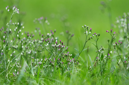 Flower grass  with beautiful background texture.