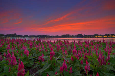 Beautiful evening landscape. A field of red flower on the front.の写真素材