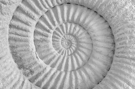 Closeup of ammonite prehistoric fossil on the surface of the stone.の写真素材