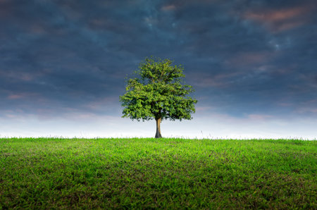 Tree beautifully shaped on the grass. Dramatic sky