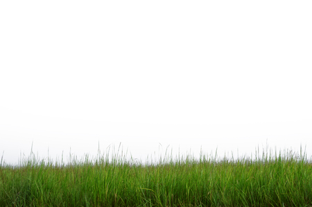 Beautiful green grass as foreground isolated on white background with clipping path.の写真素材