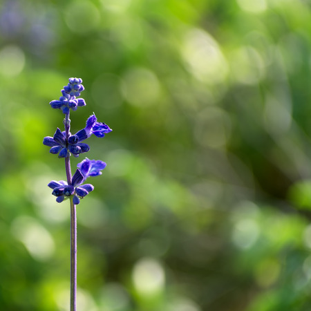 Close up of purple lavender flowers with natural green background.の写真素材