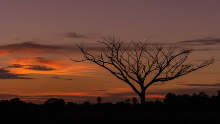 Silhouette of a dead tree without leaves in the evening sunset. beautiful skyの写真素材