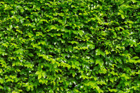 Beautiful wall of green leaves for the background.