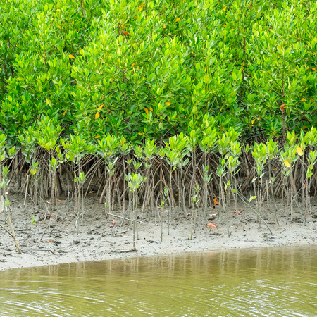 Mangrove sapling of the mangrove forest.の写真素材