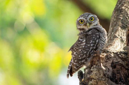 Little Owl is glaring, It is located on a hollow tree.の写真素材