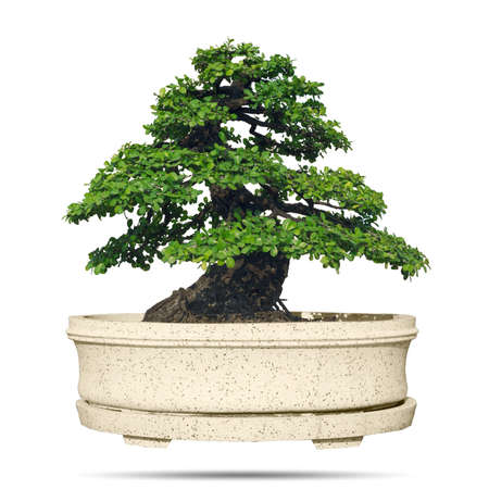 bonsai tree in pot Isolated on white background with clipping path.の写真素材