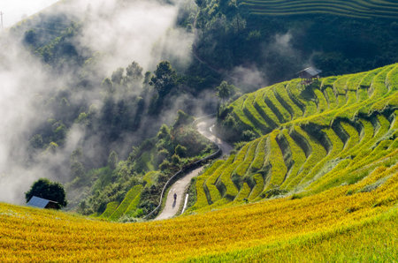Rice fields on terraced of Mu Cang Chai, YenBai, Vietnam. Rice fields prepare the harvest at...
