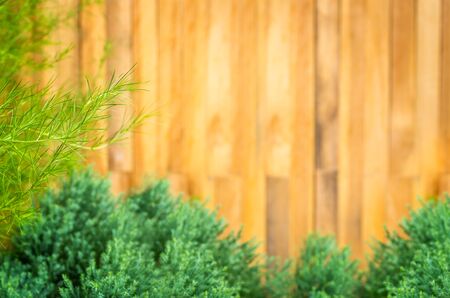 Natural background, focus on ornamental plants front. Background blur.の写真素材