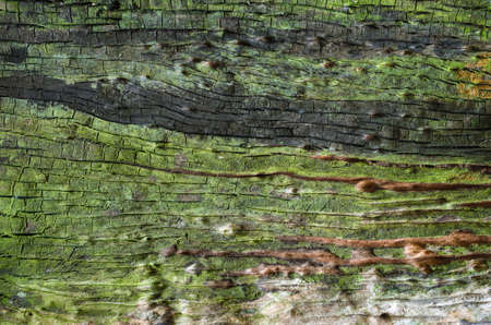 Close up of the Texture tree dead in the rain forest.の写真素材