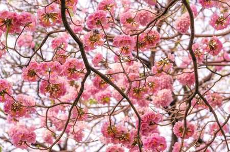 The romantic of pink flower tree, Pink trumpet tree.の写真素材