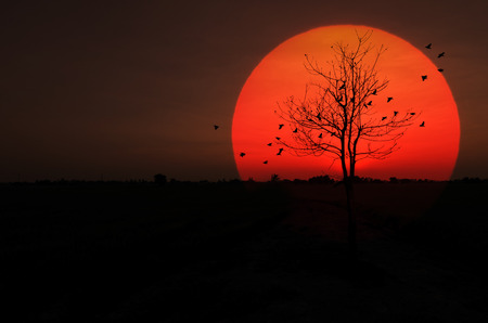 Silhouette dry tree Sunset with birds was flying back to the nestの写真素材