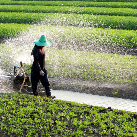 Asian gardener was watering the rows of Vegetable plot growing beautifully.の写真素材