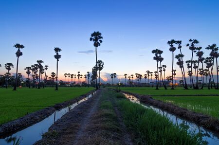 Landscape of rice fields beautiful evening sky with sugar palm trees.の写真素材