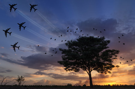 Silhouettes planes and birds fly out of the trees sunset.の写真素材