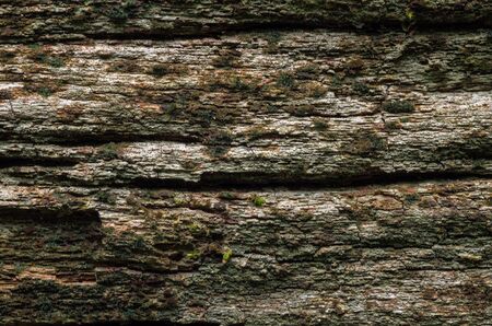 Texture of tree bark High contrast for background.の写真素材