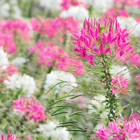 Cleome spinosa or spider flower For backgroundの写真素材