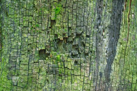 Close up of the Texture tree dead in the rain forest.の写真素材