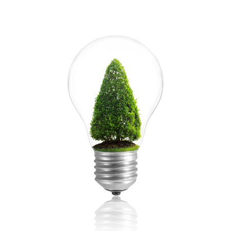 Bulb light with tree inside, isolated on white with clipping path.の写真素材