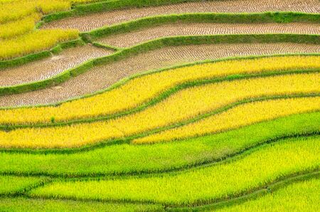Rice fields on terraced of Mu Cang Chai, YenBai, Vietnam. Rice fields prepare the harvest at Northwest Vietnam.の写真素材