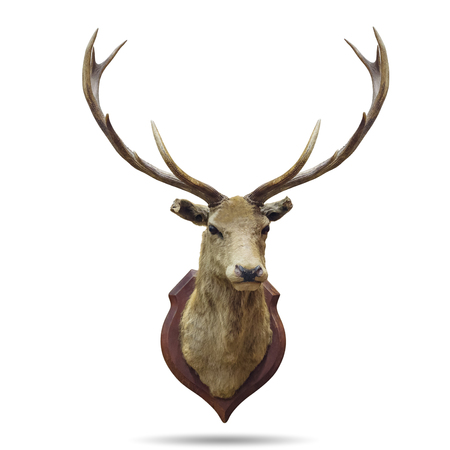 Deer horns isolated on white with clipping path.の写真素材