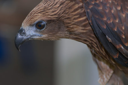 Black kite, Bird of prey, Birds in Thailand.