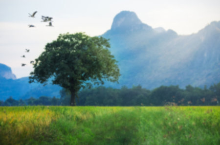 Blurred lonely tree with lush green foliage on a background of mountains. Boundless field of grass with white clouds sky.の写真素材