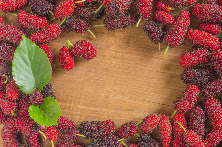 Mulberry of fresh with a backdrop of natural light in the morning.の写真素材