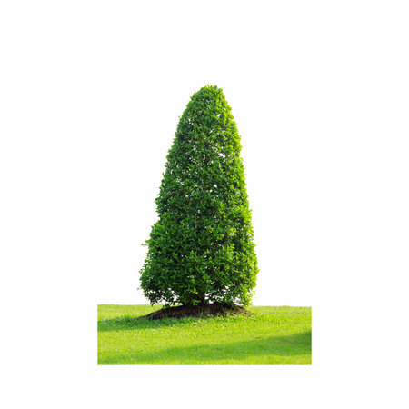 Beautifully shaped tree with green grass as foreground, Isolated with clipping path.の写真素材