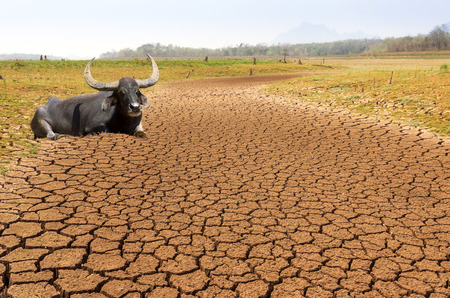 Global warming, Drought in the summer, the ground is dry reservoir with buffalo of Mae Moh, Lampang, Thailand.の写真素材