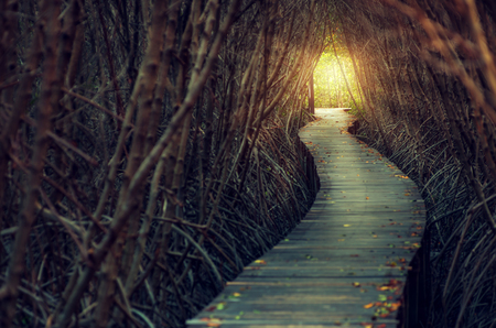 walkways in to mangrove forestの写真素材