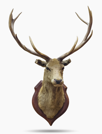 Stuffed deer head isolated on white with clipping path.の写真素材