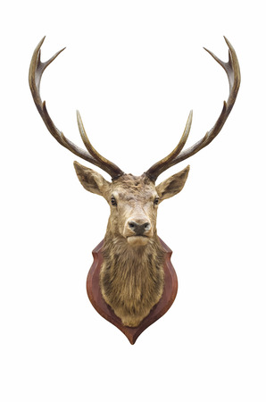 Stuffed deer head isolated on white with clipping path.の写真素材